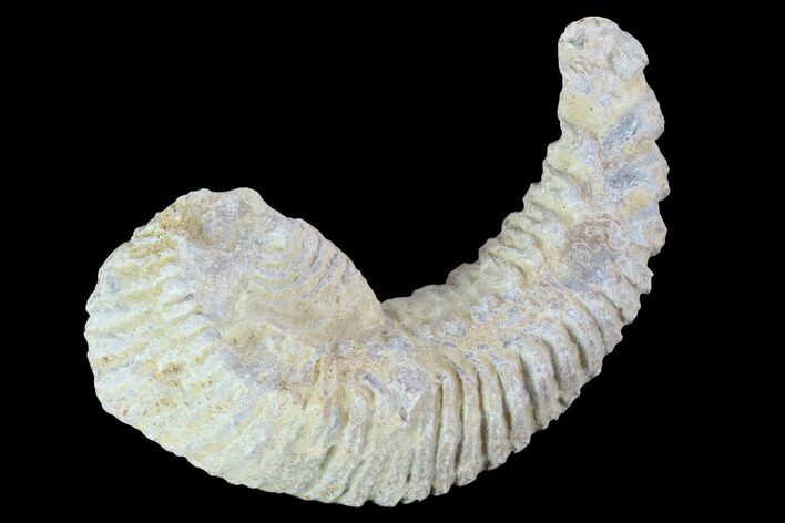 Cretaceous Fossil Oyster (Rastellum) - Madagascar #100362